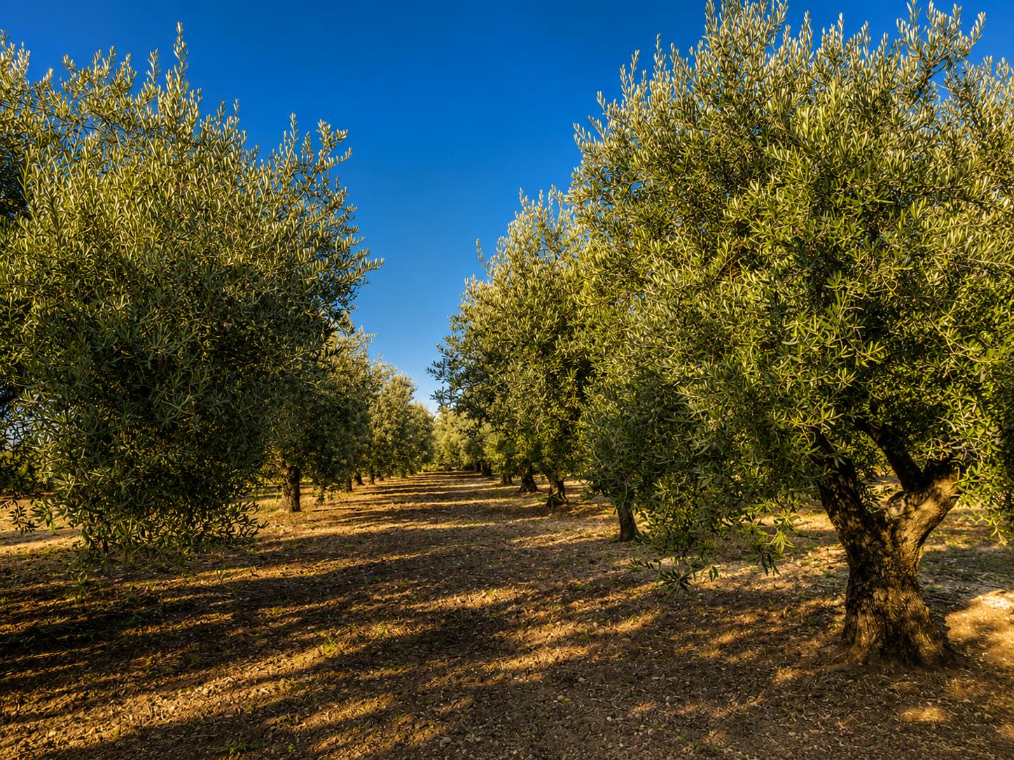Borgo degli Ulivi - immagine 23